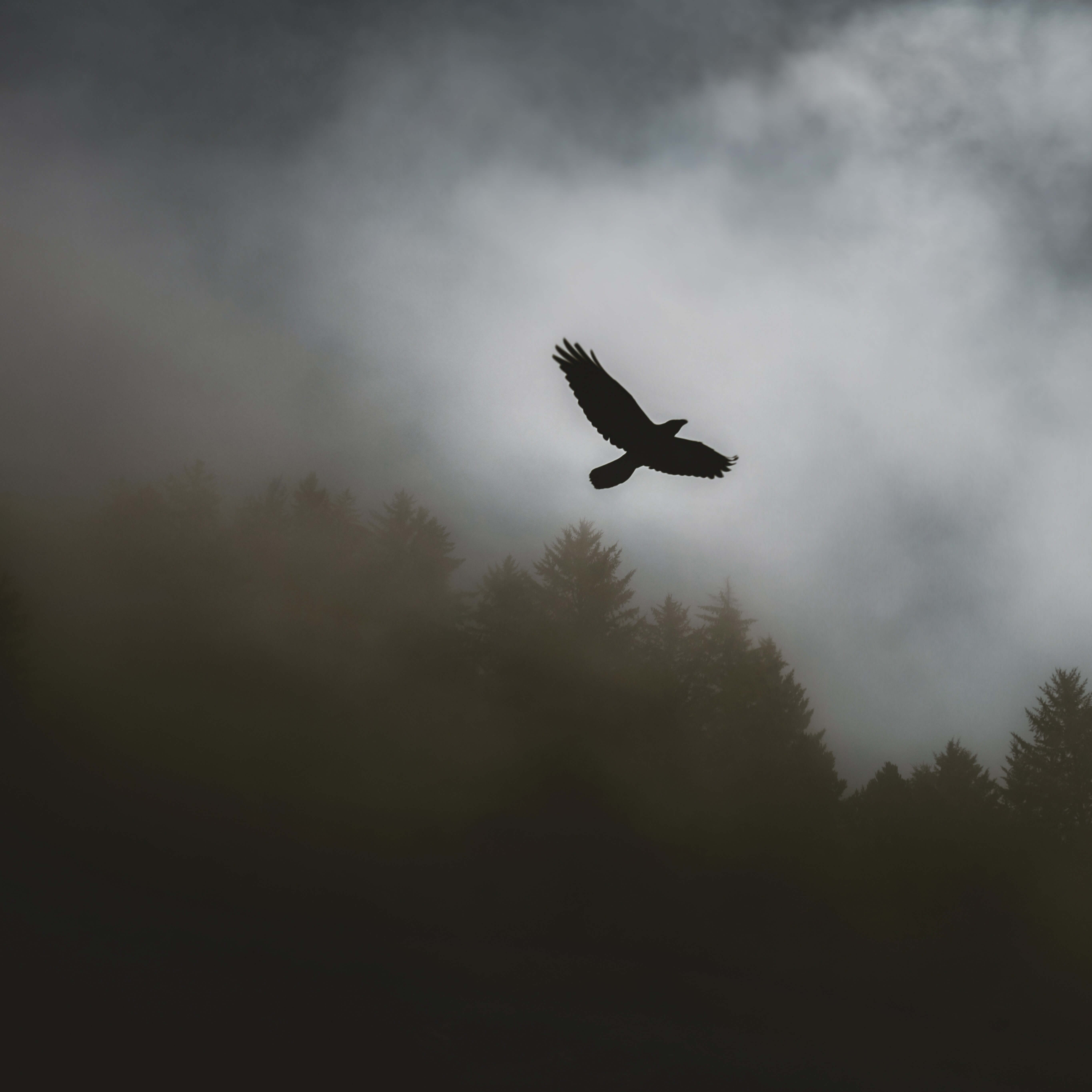 Cuauhtli, Ágila volando : Saliir de la sombre, volar con Tonatiuh el Sol