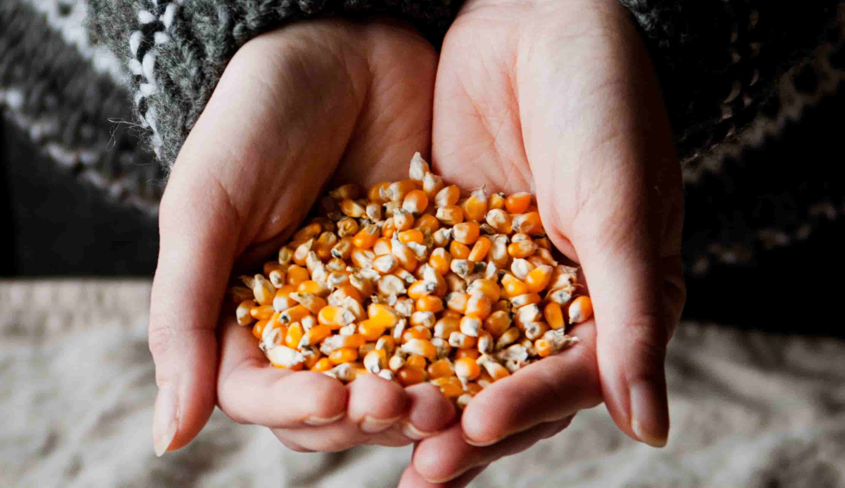 La Milpa y la Chinampa: La sabiduría agrícola de los Abuelos