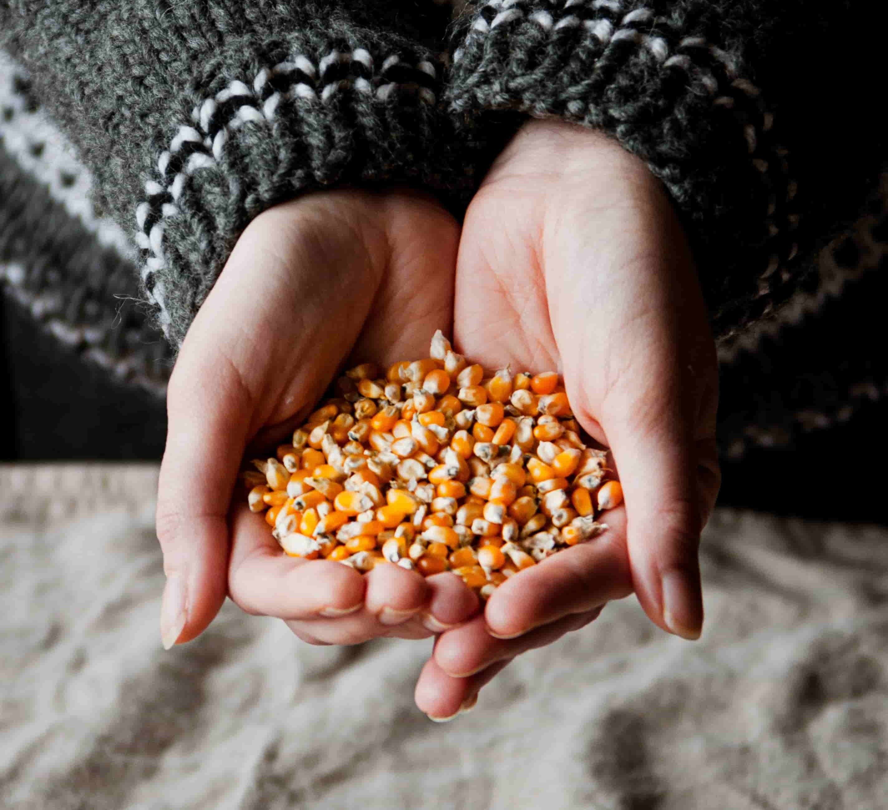 La Milpa y la Chinampa: La sabiduría agrícola de los Abuelos