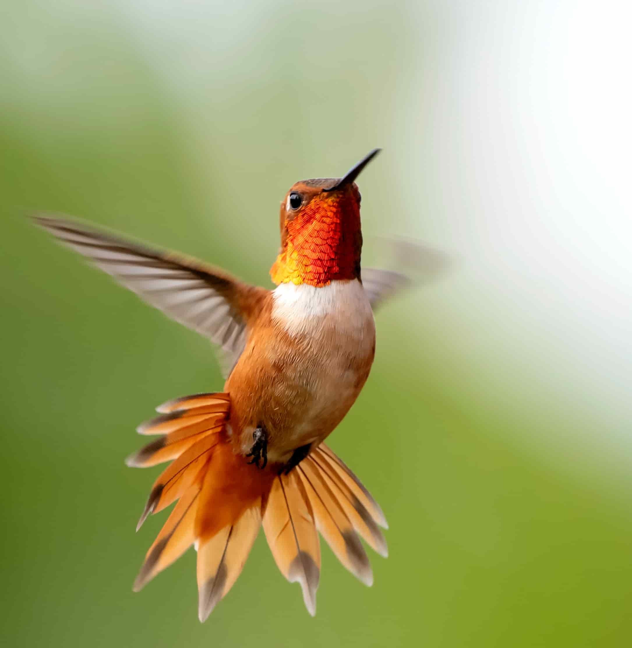 Colibrí