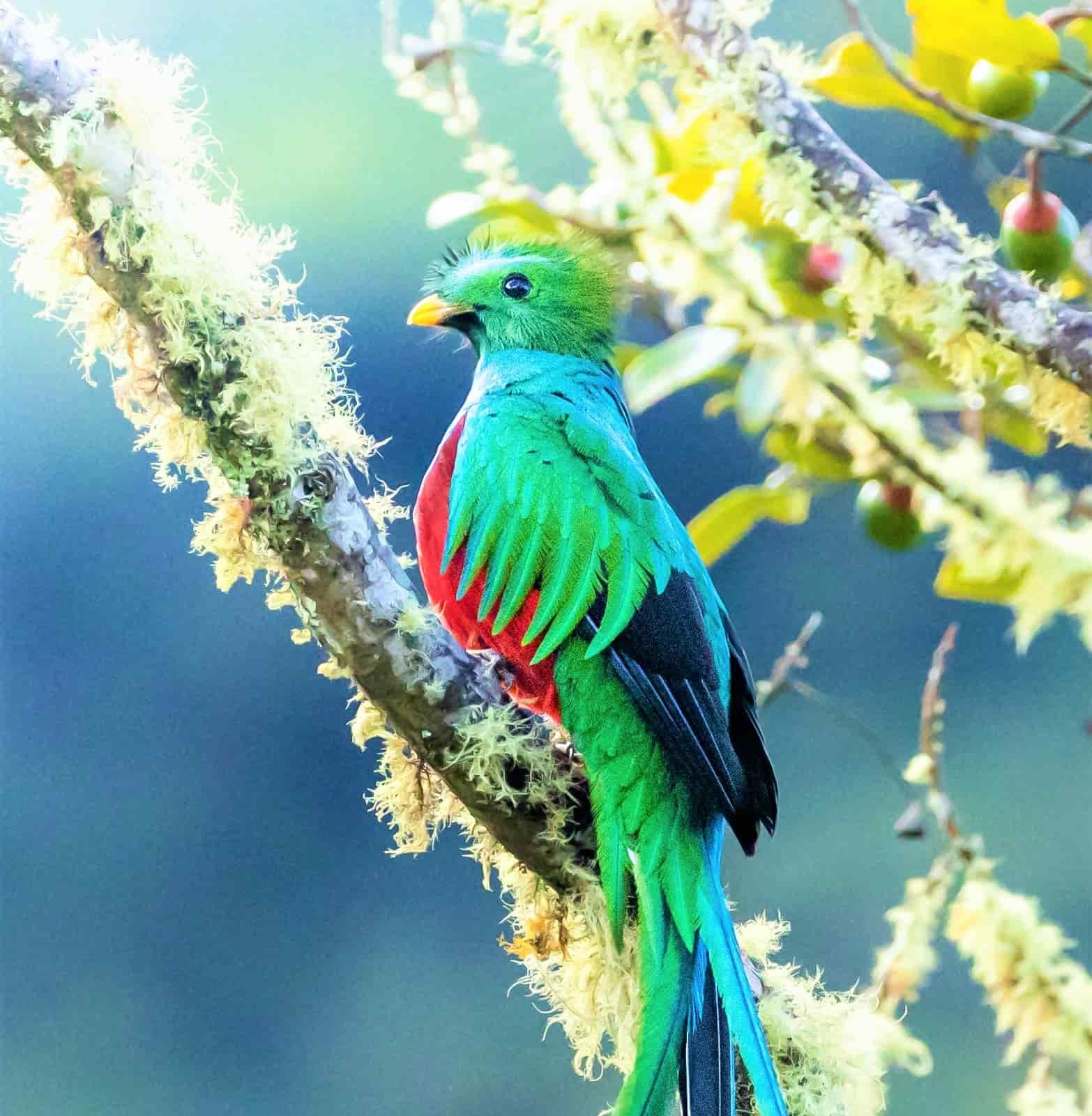 Quetzal