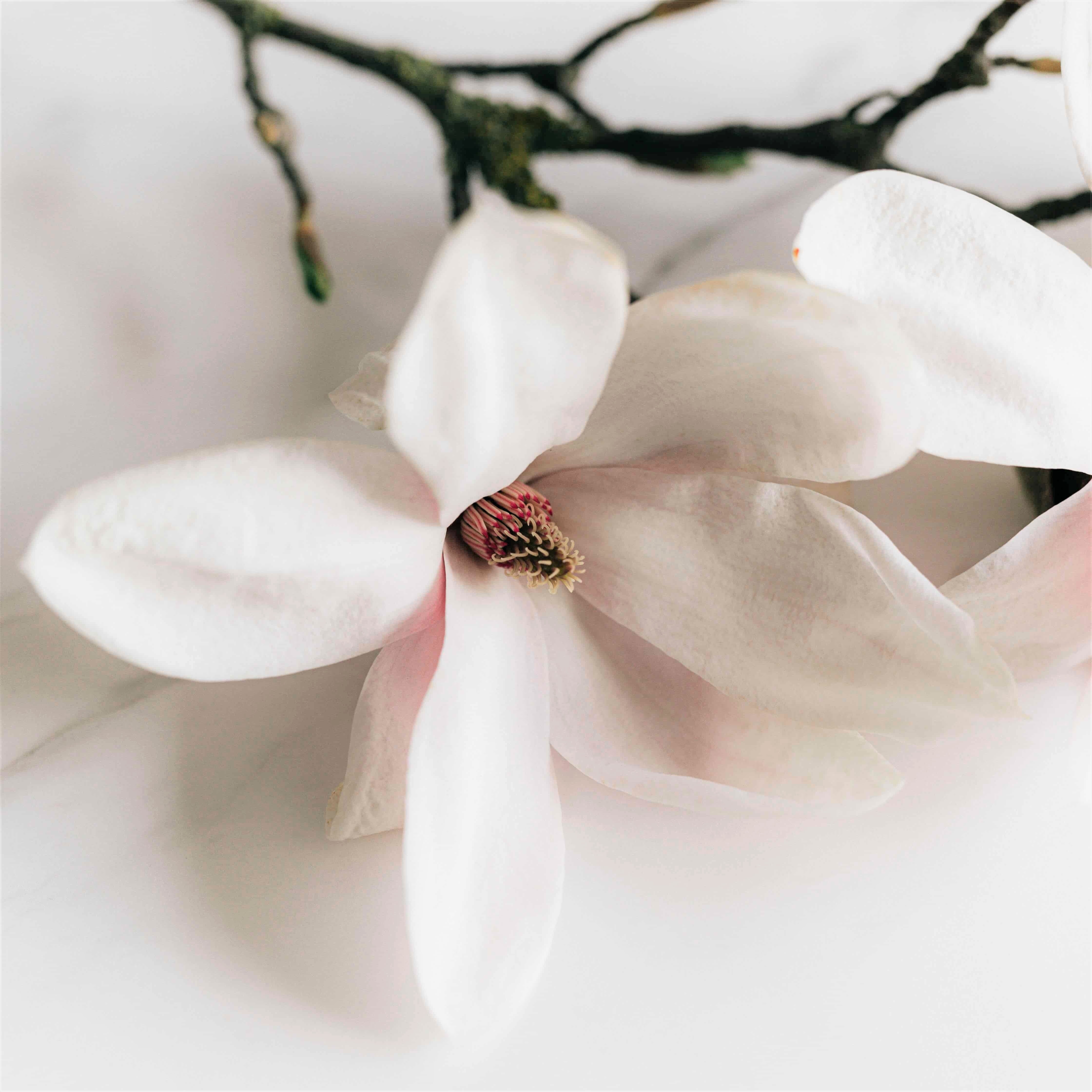 Flor Blanca