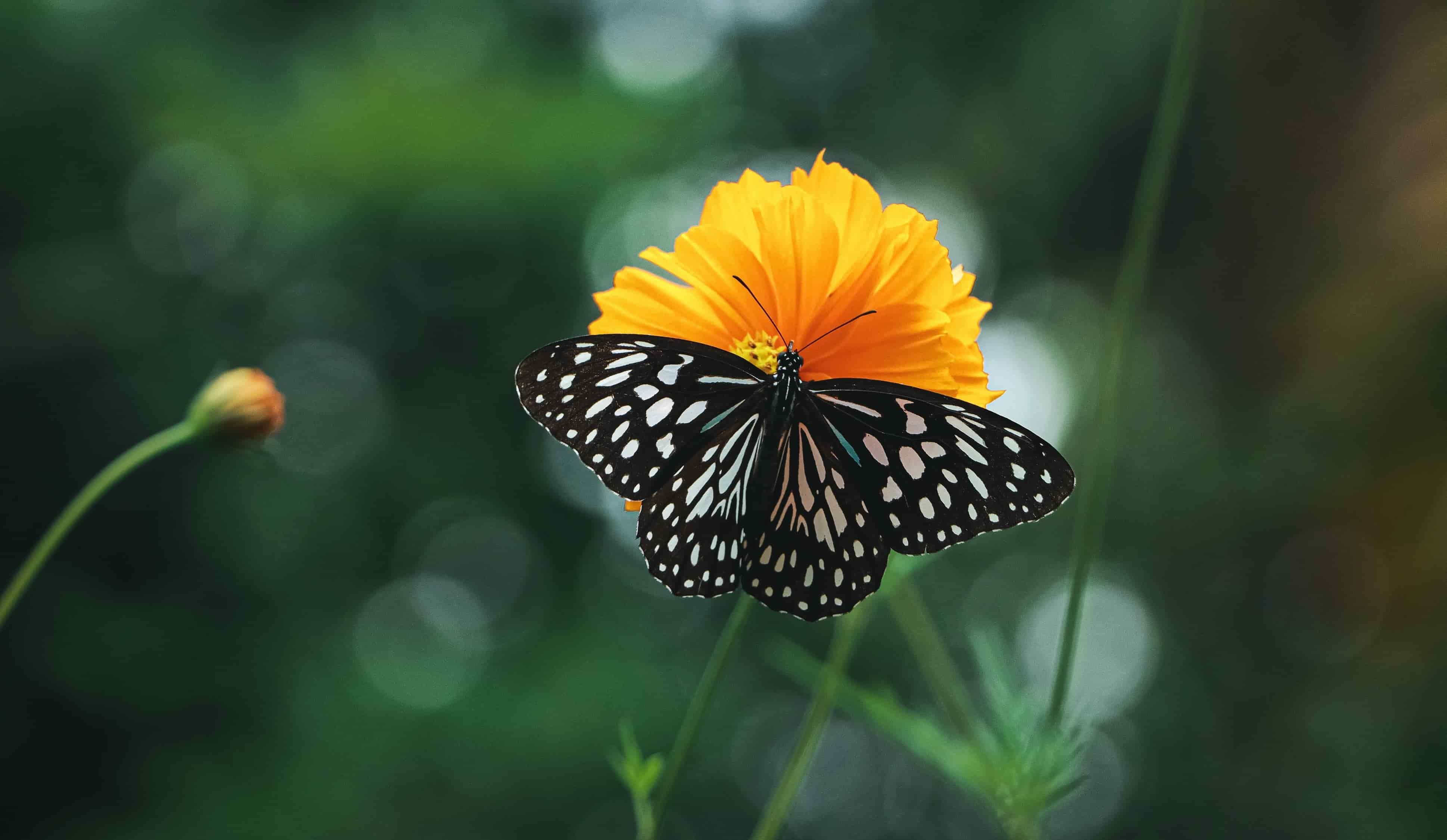 Itzpapalotl: La Mariposa de Obsidiana - Madre, Esposa, Cambio… La Búsqueda del Conocimiento y la Oportunidad de Evolucionar