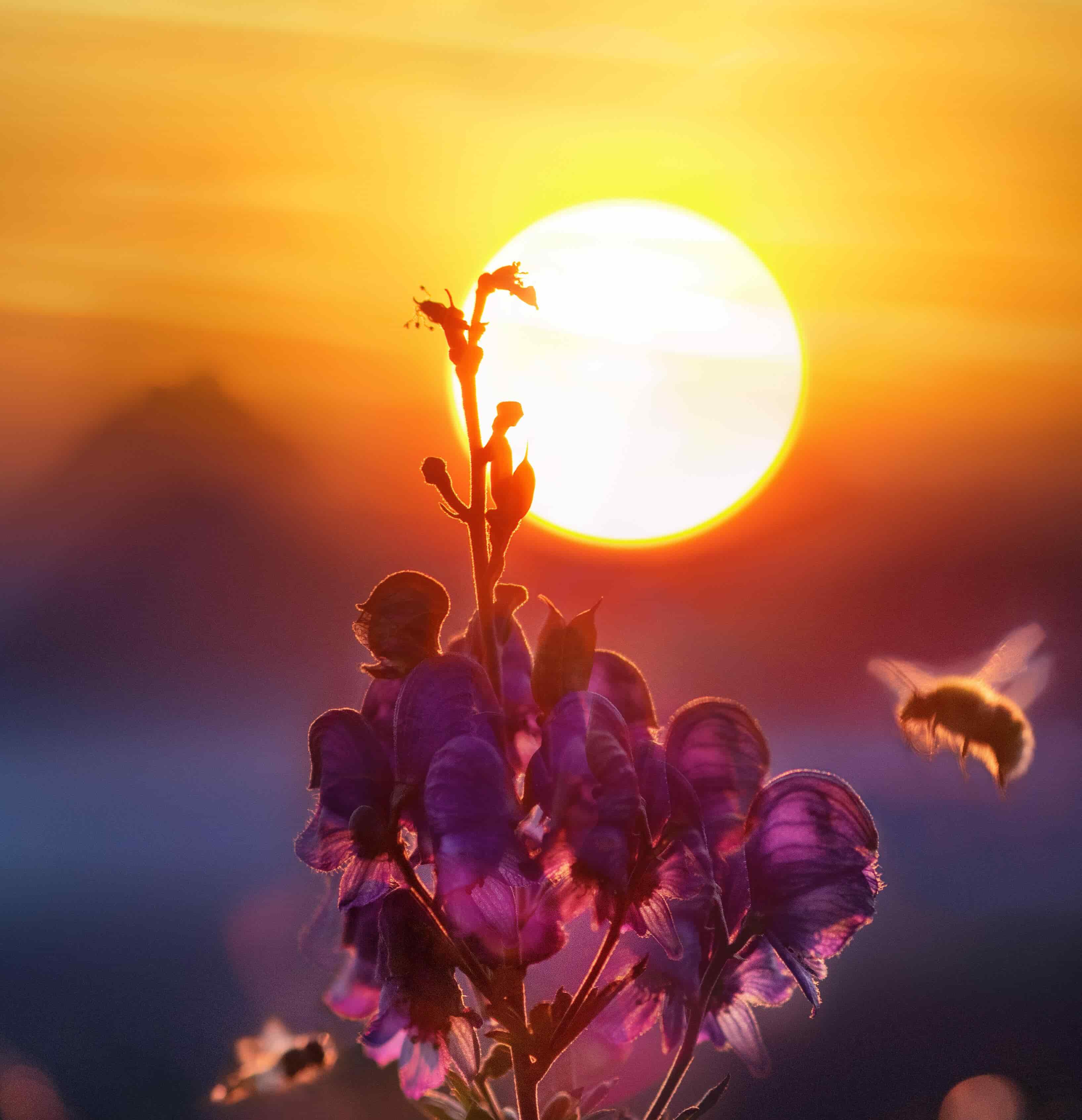 EL Sol y la Abeja