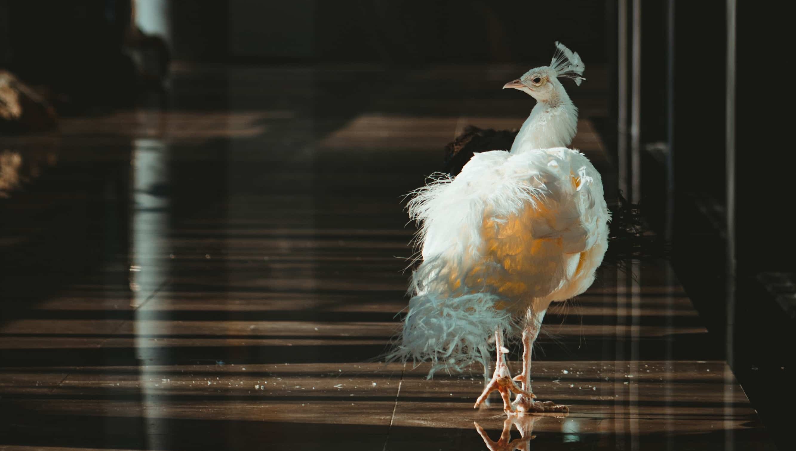 Chalchiuhtotolin y el Manejo del Ego: Un Eco de Sabiduría en la Era Actual